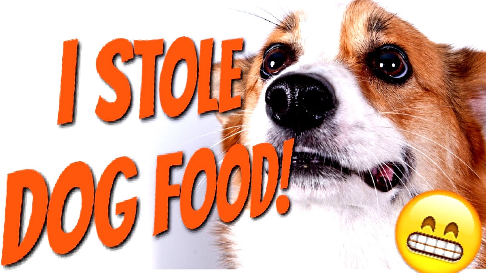 Mars Dog Food Dog Choices