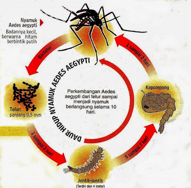 Sepele Sih, Namun Perilaku Ini Jika Dibiarkan Akan Berakibat Nyamuk Aedes Berkembang Pesat