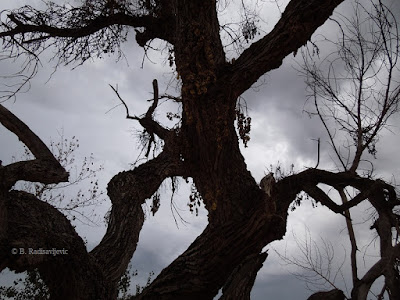 Spooky Dying Cottonwood Tree, © B. Radisavljevic