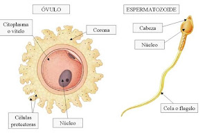 celulas resproductoras femeninas y masculinas