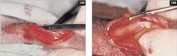 Teknik Operasi Urethrotomy dan Urethrostomy pada Hewan