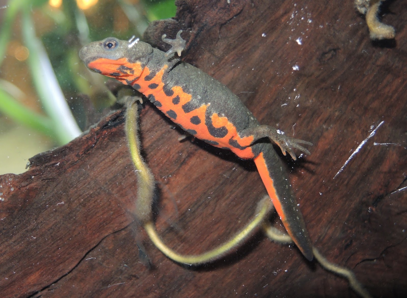 WaterWorld Feuerbauchmolche