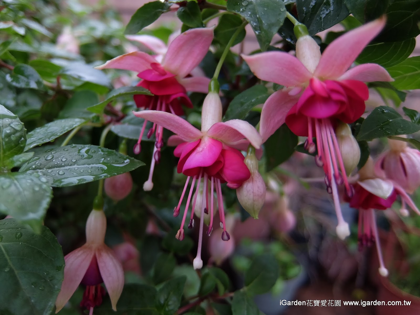 園藝達人栽培術 張燈結綵 吊鐘花 園藝部落格 Igarden 花寶愛花園園藝文摘plus
