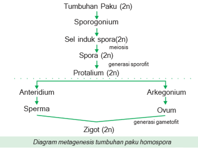 Dunia Tumbuhan Plantae Ciri Umum Plantae Lumut Tumbuhan Paku Dan Tumbuhan Berbiji