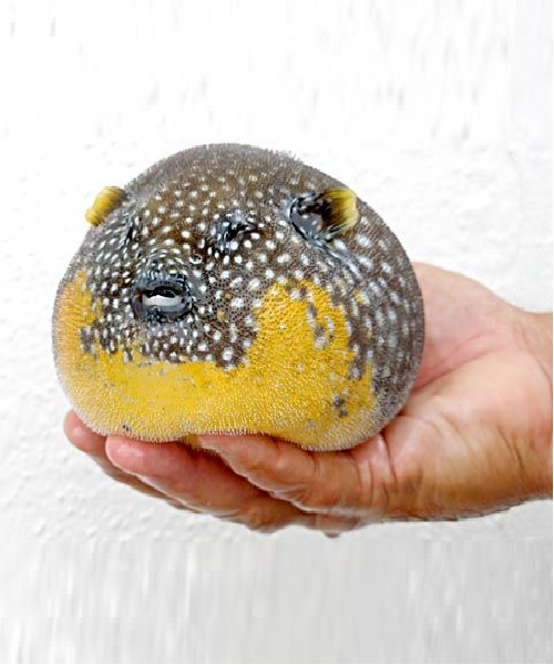 golden pufferfish