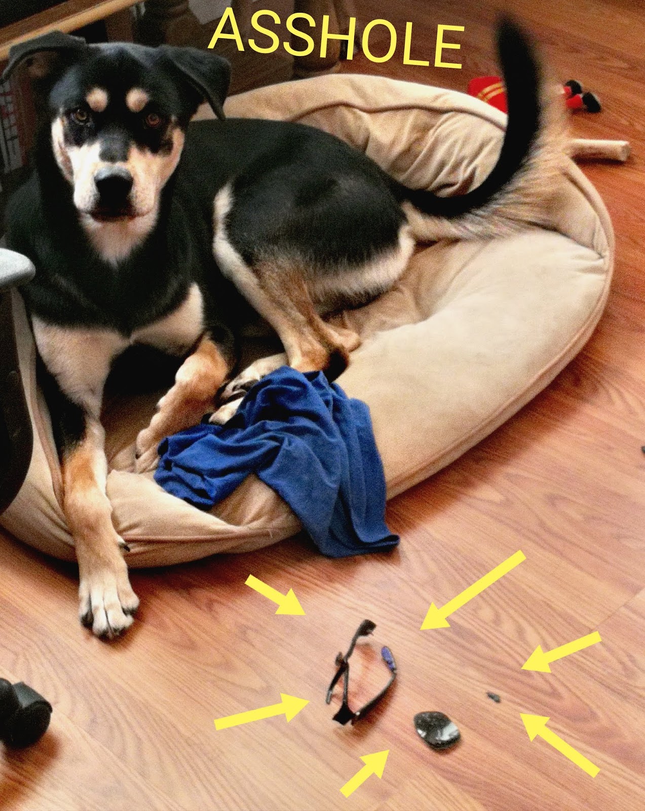 Rottsky = Rottweiler + Husky Long Day, So Tired!!