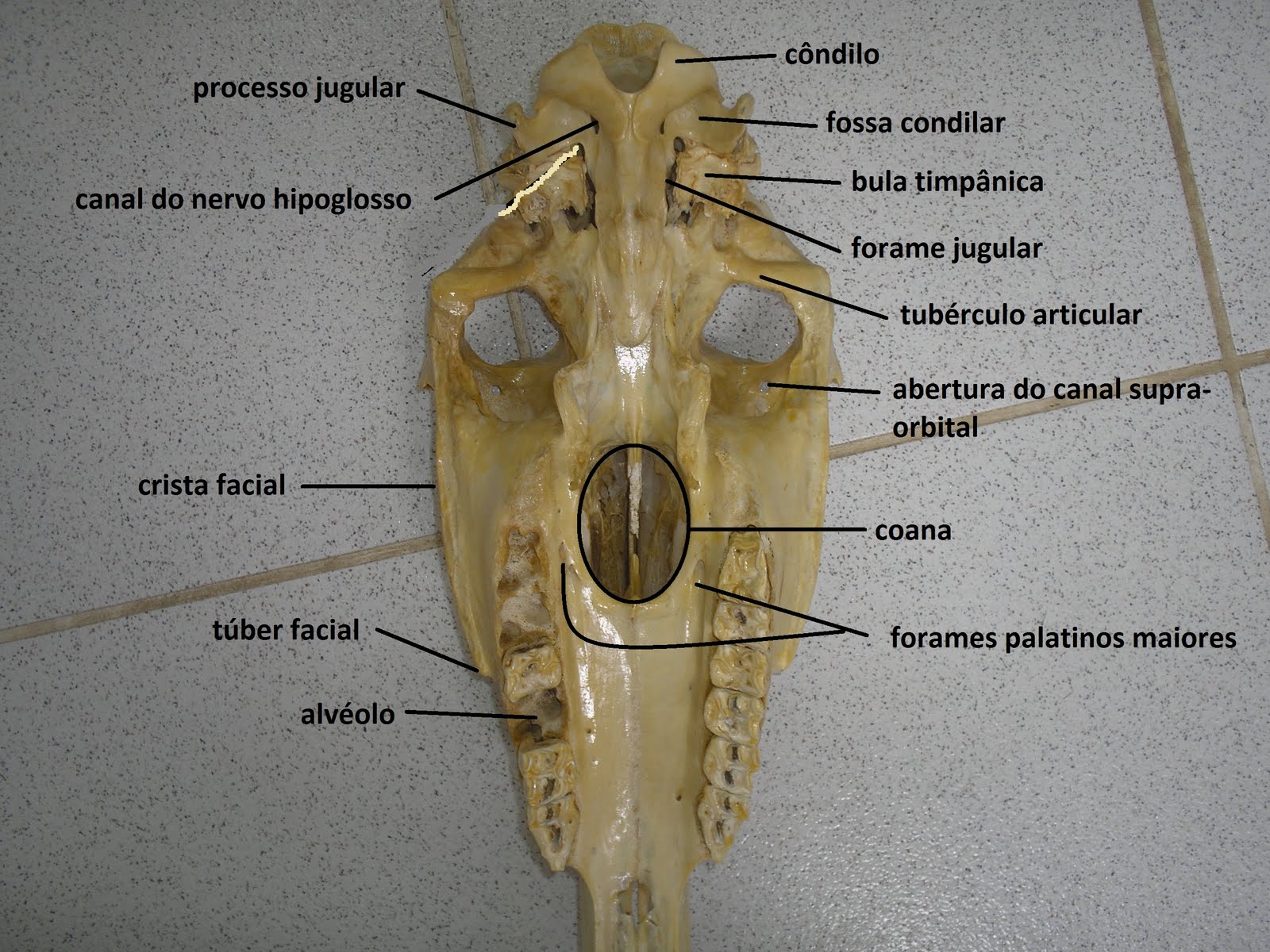 SOS Medicina Veterinária: Anatomia II - Cranio - Ruminante, suino ...