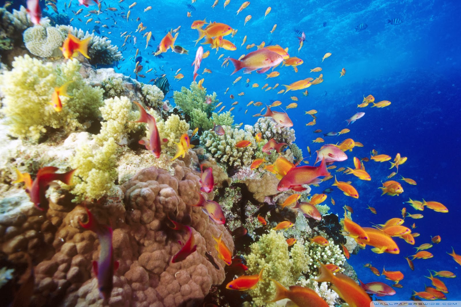 The Bluest Ice: Coral reefs: why they are wonderful, and why they are ...