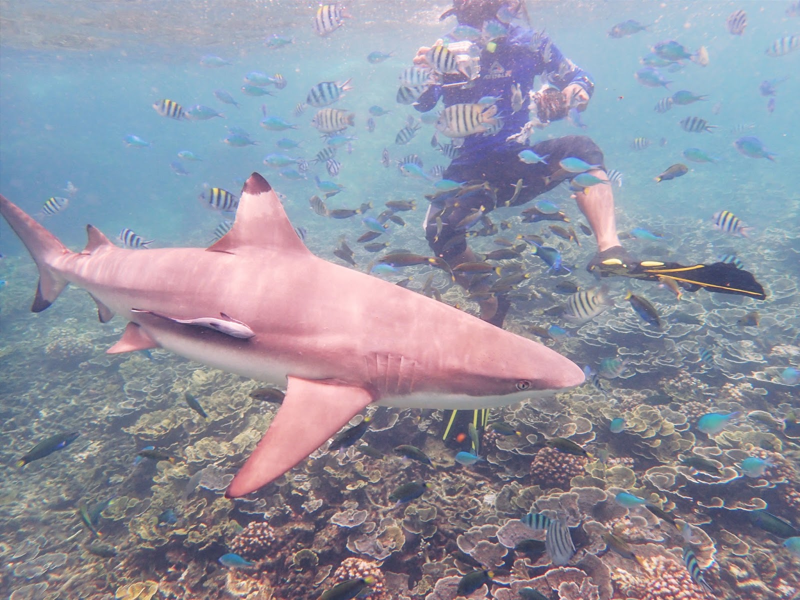 Gambar Snorkeling Bersama Ikan Jerung Pulau Perhentian Malaysia Abang