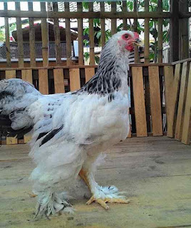 Ayam Brahma