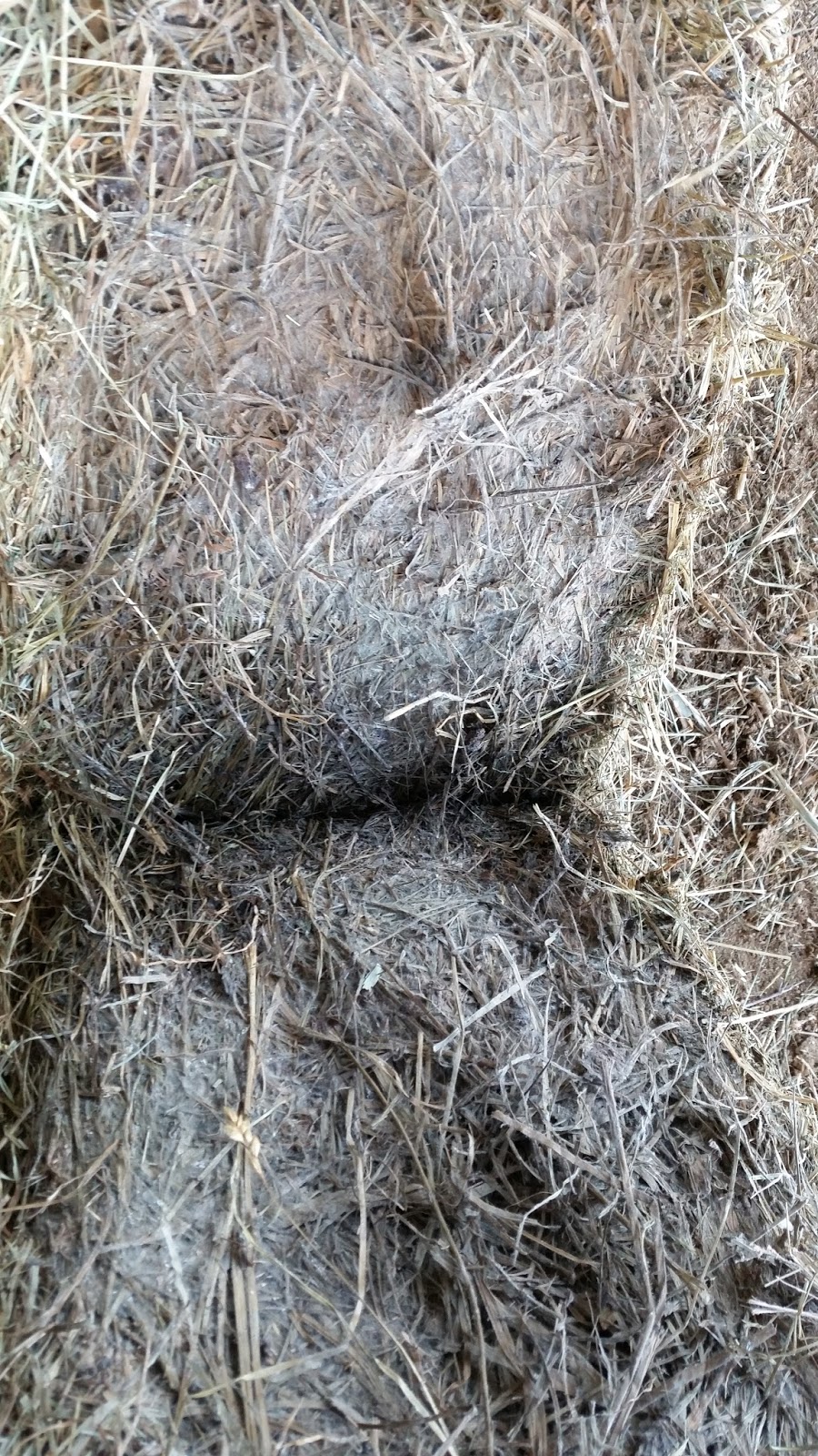 Can I Have a Pony? Molded Hay