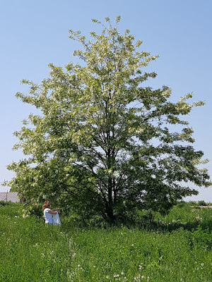 #EUNUMAIZIC - AMINTIRI CU PARFUM DE SALCAM