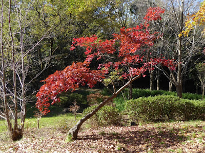 【大阪府枚方市】山田池公園・秋の紅葉ウォーキング