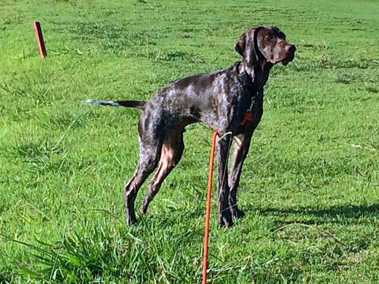 Matotoland Kennel New Generation GSP's. HPR Breed & Hunting Dogs GSP