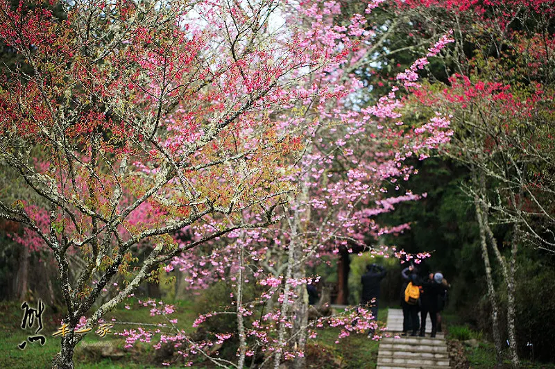 沼平車站|沼平公園櫻花季|嘉義阿里山國家森林遊樂區景點|阿里山櫻花季