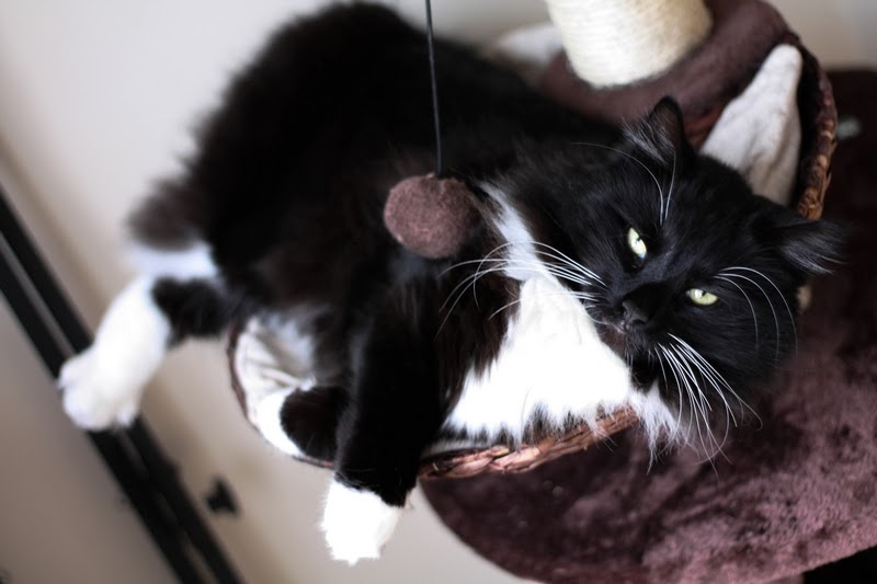 Cookie, the cat model Cookie, the cat model