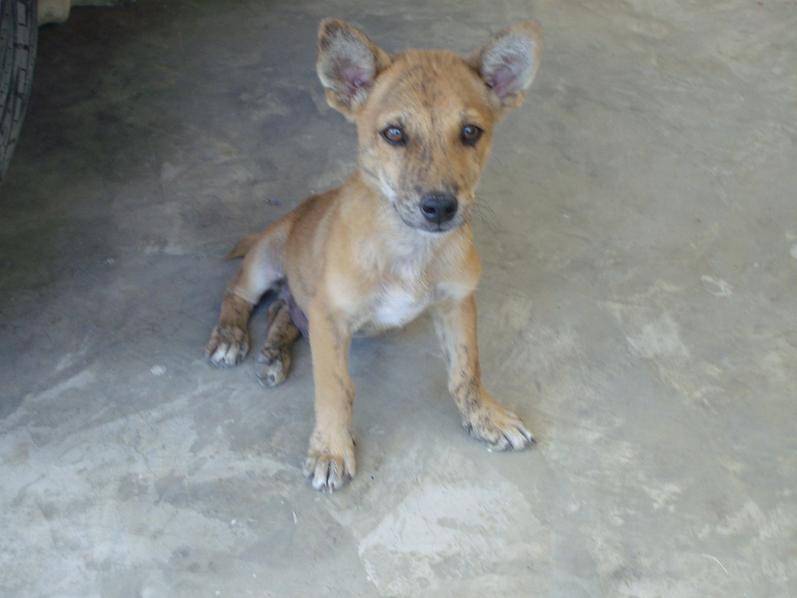 Impressions Of Davao Unser Hund Teddy