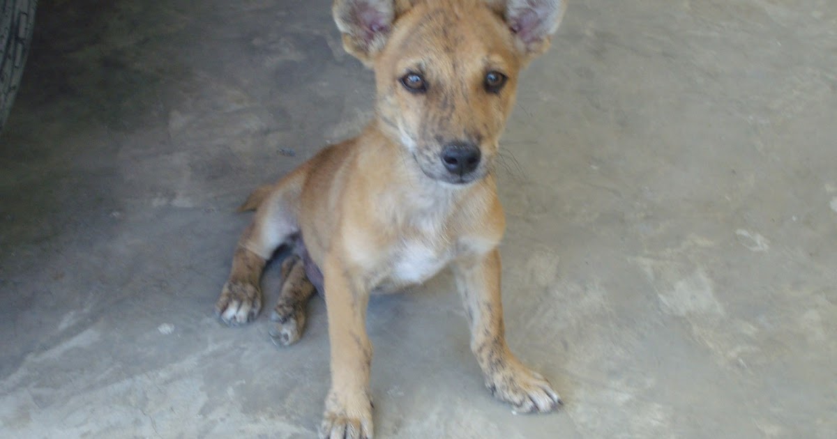 Unser Hund &quot;Teddy&quot; Impressions of Davao