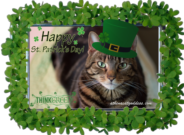 Caturday Art St Patrick's Day Zazzle Special
