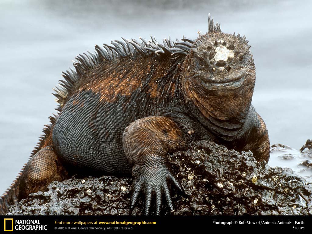 foto iguana - gambar hewan