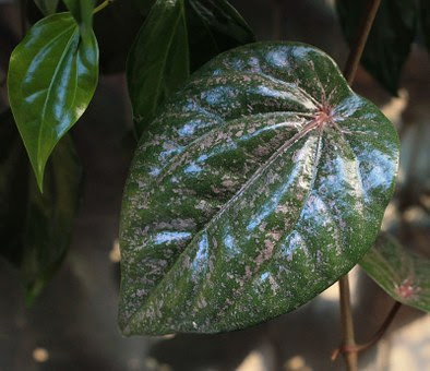 daun sirih,manfaat daun sirih,khasiat daun sirih