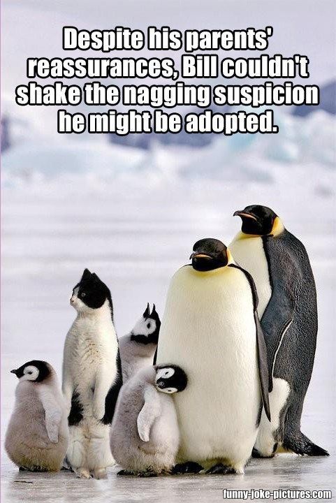 [Image: funny-adopted-cat-penguin.jpg]