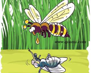صور بين نحلة و ذبابة