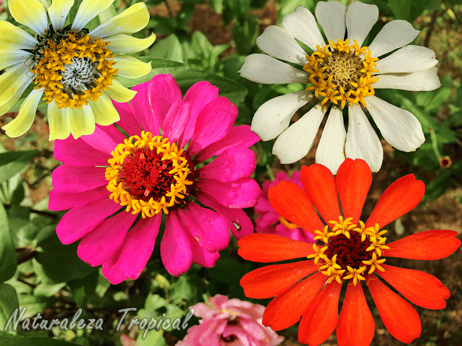 Los hermosos Clavelones y sus colores, género Zinnia