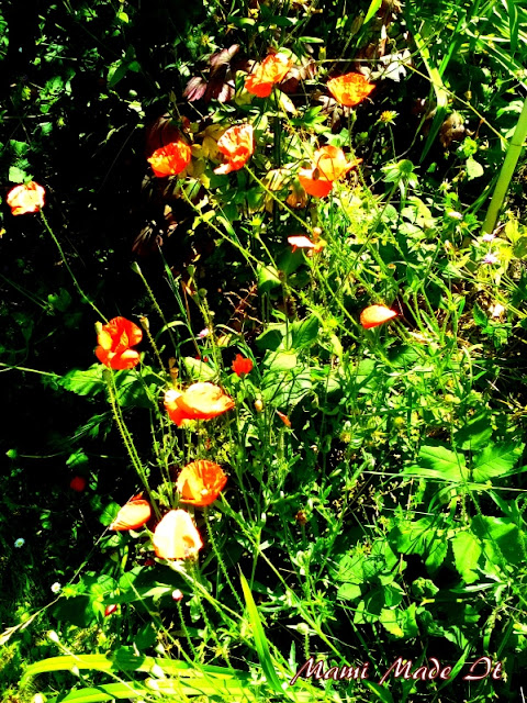 Field Poppies