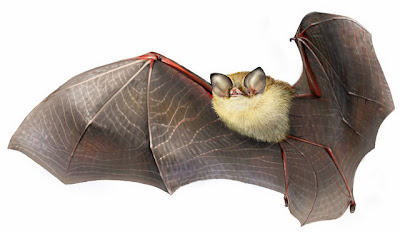Cuban Greater Funnel-eared Bat