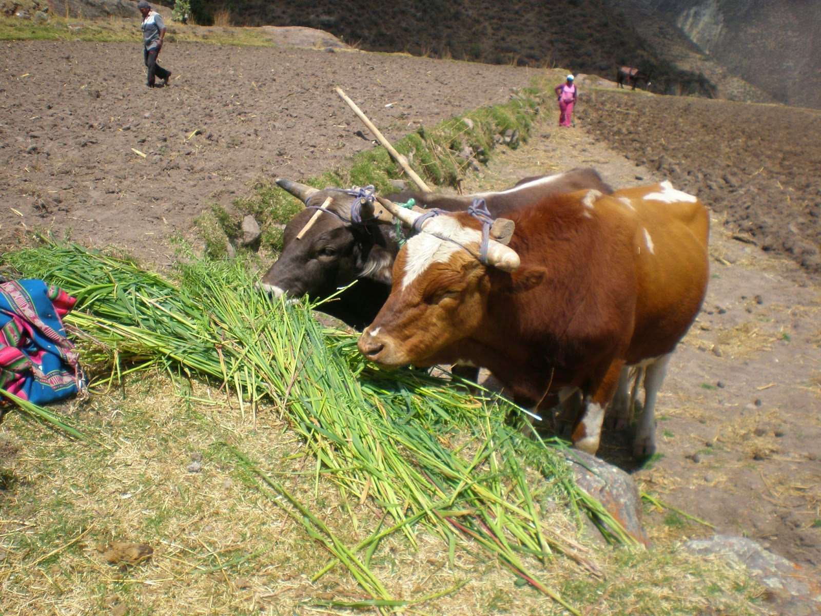 La Iglesia de Colta: COSTUMBRES DE COLTA