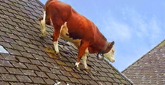Mortes bizarras - Morreu esmagado por vaca que caiu do telhado