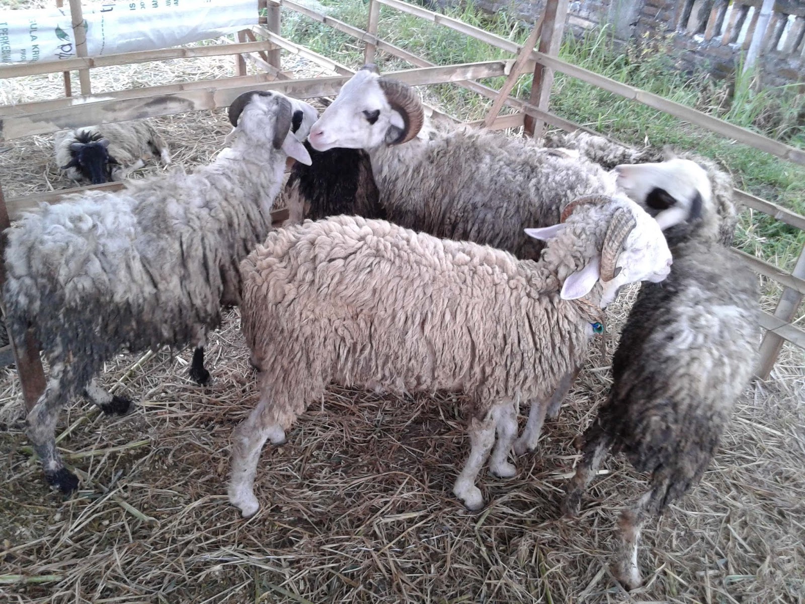 Prediksi Pasar Domba Dan Kambing Majalah Infovet I Majalah