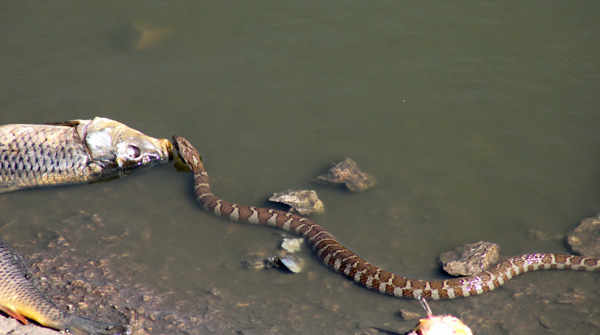 Rattlesnake Education and Awareness: Northern Watersnake