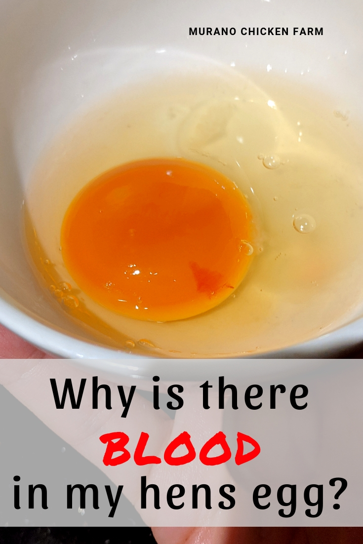 ankel præmedicinering tidligere Blood spots in eggs - Murano Chicken Farm