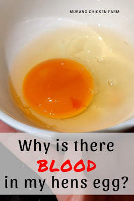 What causes blood spots in chickens eggs?