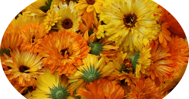 Listen to My Silence: October's Flower