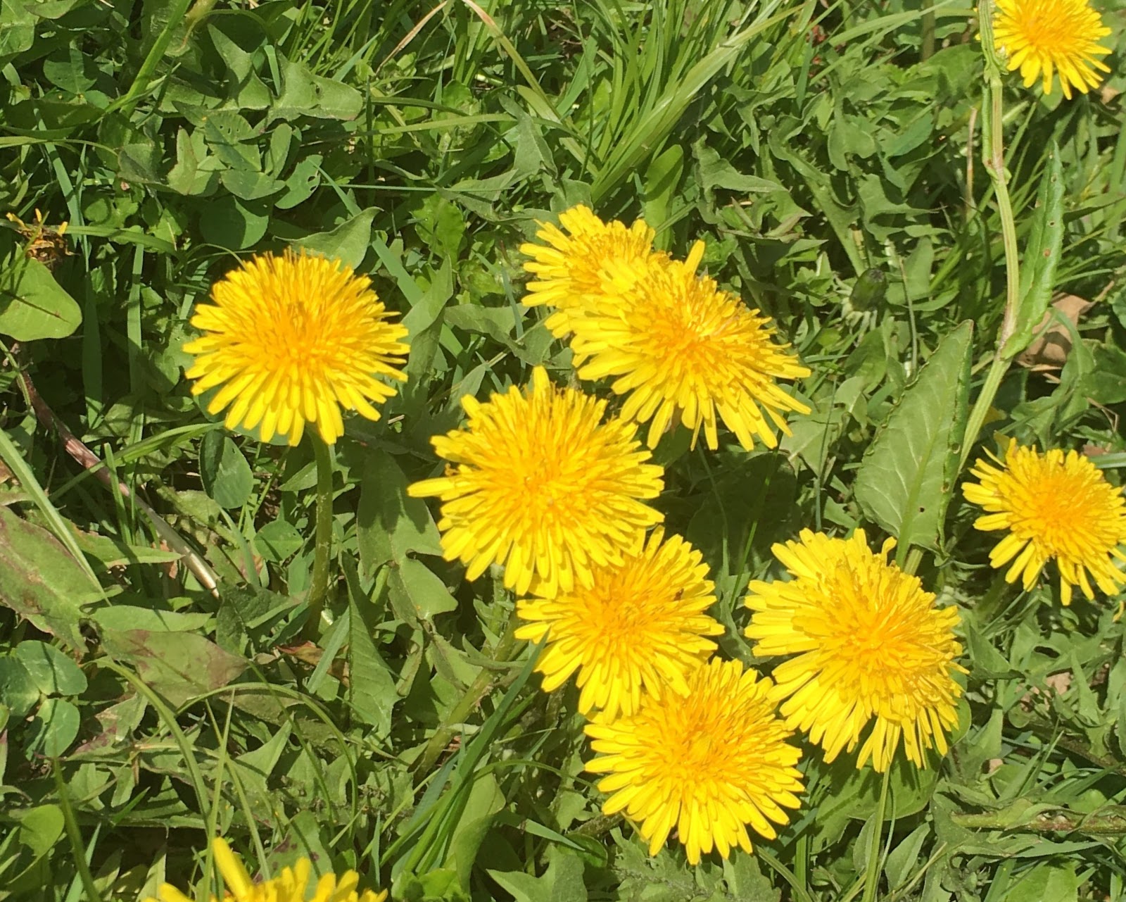 HOMEMADE SLOVENIAN FOOD