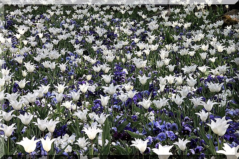 Klarchen Nicht Zu Halten