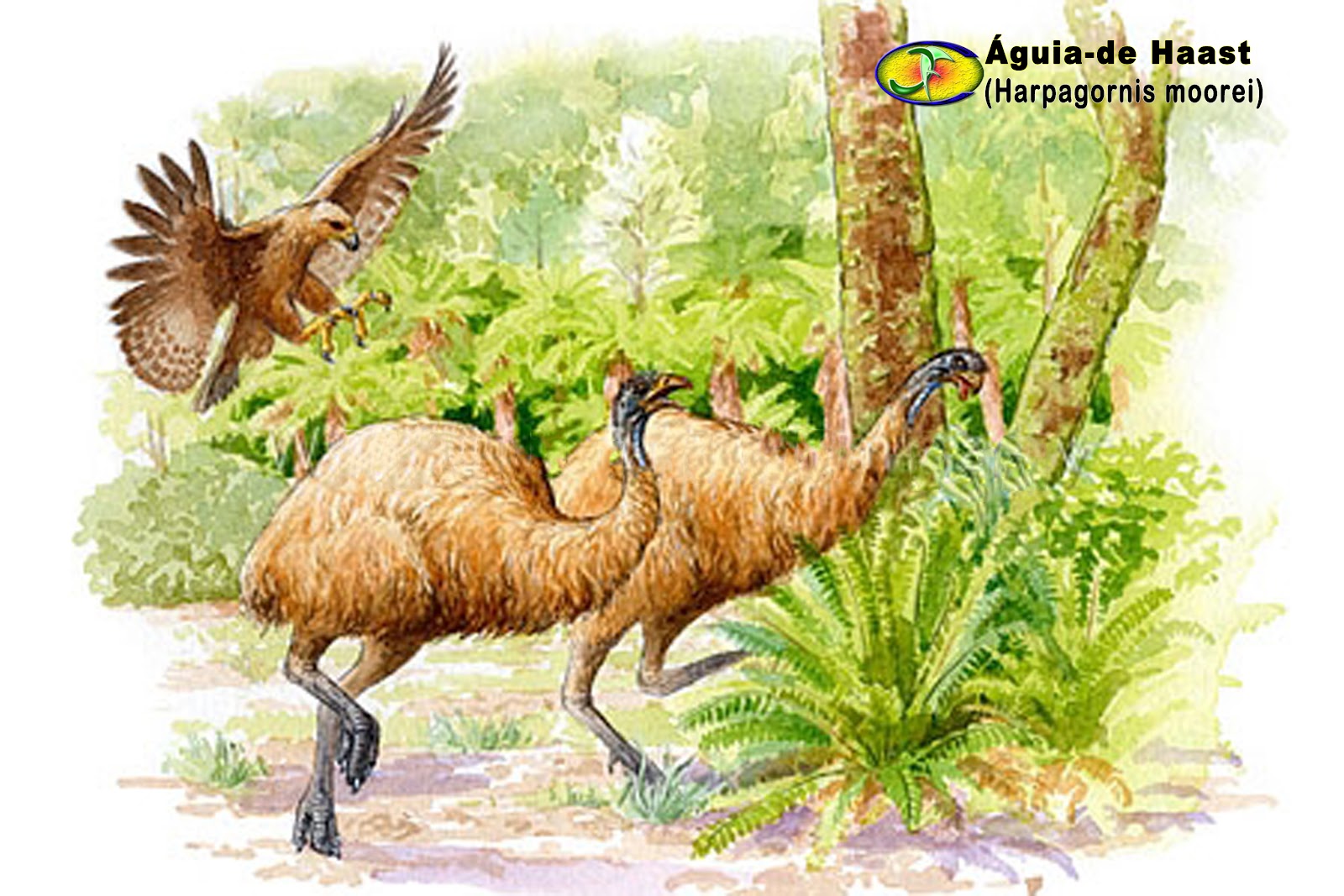 ORNITOLOGIA ÁguiadeHaast (Harpagornis moorei)