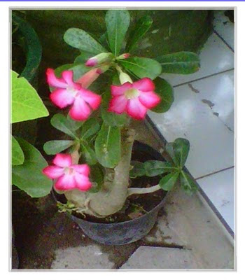 Featured image of post Tanaman Hias Bunga Kamboja Jepang Karena bunga kamboja jepang adenium termasuk salah satu bunga yang sangat mahal