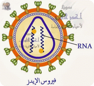 الحمض النووى - الأدلة على أن الحمض النووى هو المادة الوراثية –  فيروس الإيدز - rna