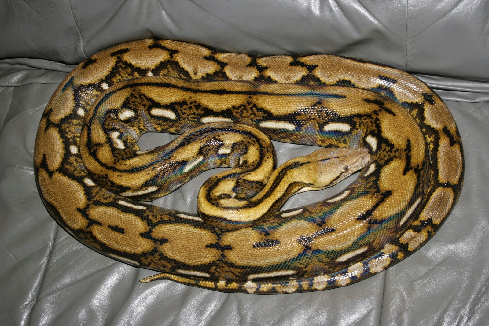 AVEEK- Blogs: Reticulated python