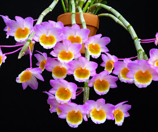 Lan Hoàng thảo sáp - Dendrobium crepidatum Lindl. et Paxt. 1