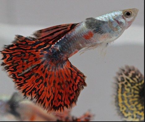 Manfaat Memelihara Ikan Guppy dalam Aquarium Manfaat Memelihara Ikan Guppy dalam Aquarium