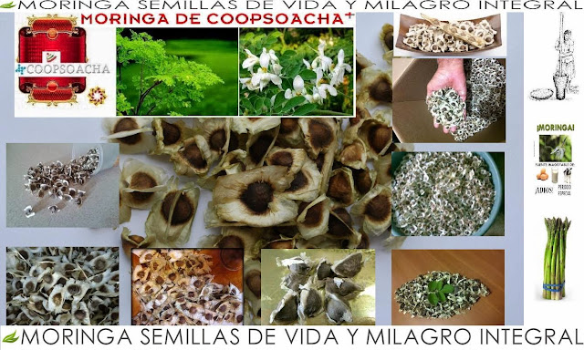 Resultado de imagen para moringa de coopsoacha