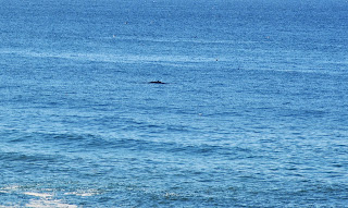Mink whale surfacing.