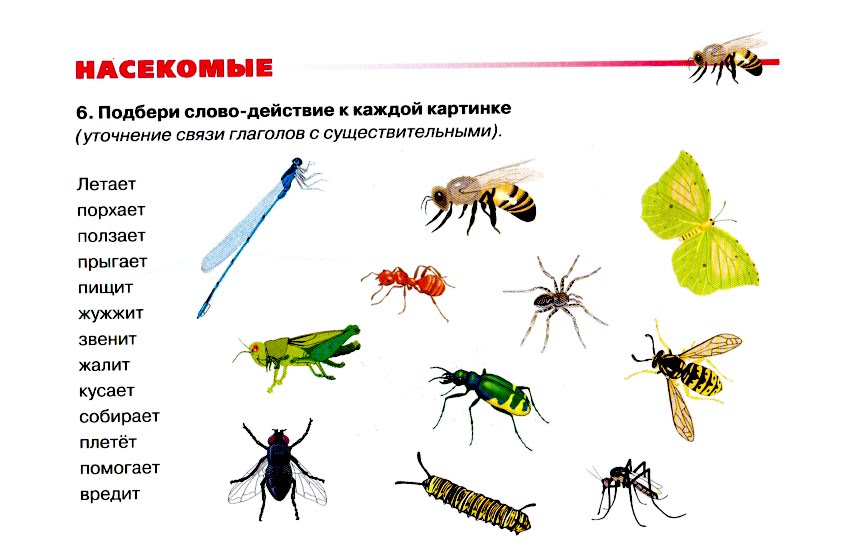 Развитие речи насекомые средняя группа. Русланова насекомые дидактический материал. Классификация насекомых для дошкольников. Насекомые для ДОШКОЛЬНИКЛ. Насекомые задания для дошкольников.