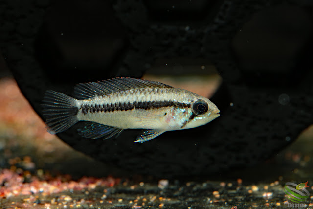 Apistogramma cf. pertensis