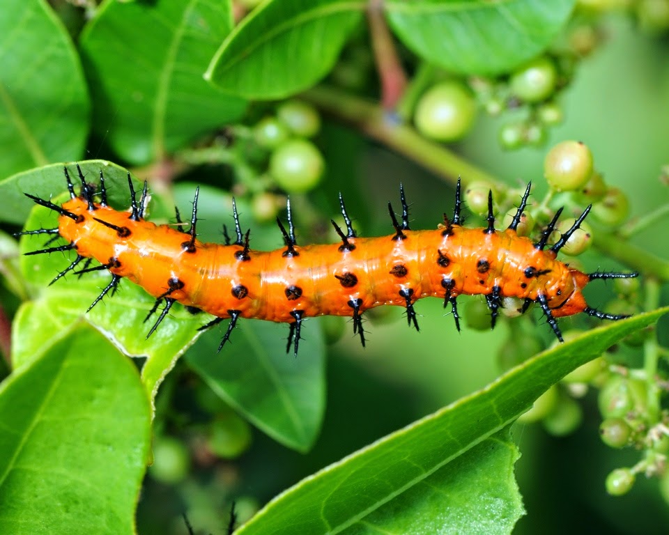 Оранжевая мохнатая гусеница. Гусеница черная пушистая катерпиллер. Оранжевую гусеницу. Черно оранжевая гусеница. Гусеница жука древоточца.